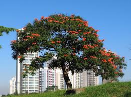 We did not find results for: 12 Nomi Di Alberi Sempreverdi Giardinaggio