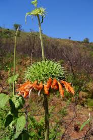 Image result for Leonotis ocymifolia