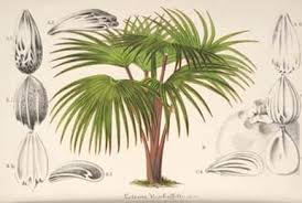 Image result for Stolzia williamsonii