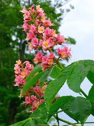 Maybe you would like to learn more about one of these? Pretty In Pink The Red Horse Chestnut Aesculus X Carnea Fort Mcnair The Gardener S Eden