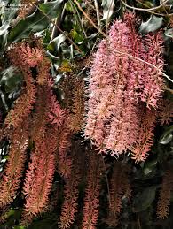 Image result for Macadamia aff. integrifolia