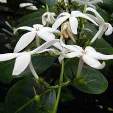 Image result for Pavetta revoluta