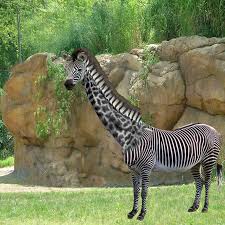 Image result for zebraffe