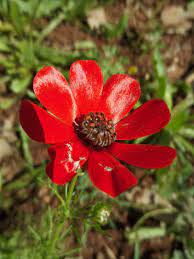 Adonis Flowers Red Flowers Plants