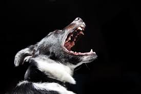 Een agressieve hond wil zich verdedigen tegen een negatieve prikkel. Waarom Heeft Juist Deventer Een Meldpunt Agressieve Honden Indebuurt Deventer