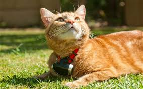 There are situations when pets are alone without the weight of the camera is only 35 grams, and it can easily be fitted into the collar of the pets. Catcam Could Vindicate Pets Accused Of Killing Birds