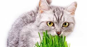 Vitamin eksikliğinden kediler için çimen. Kedi Cimi Nedir Kedilere Faydasi Nelerdir