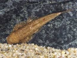 Image result for Paralepistemon shirensis