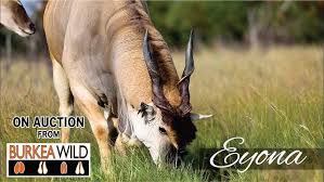 Image result for Burkea