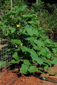 Information On Planting Cucumbers On A Fence Vertical Vegetable Gardens Growing Food Growing Vegetables