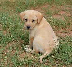 We are willing to meet partway, or to deliver. Yellow American Lab Puppies Field Bred