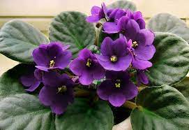 10 Tips For Caring For African Violets Violet Plant African Violets Plants African Violet Pots