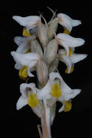 Image result for Zeuxine africana