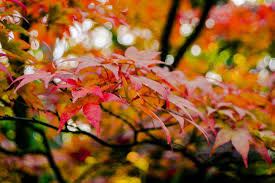 This lighting fast tool helps you to quickly and effectively find words that end in a specific letter that you input above. Seo For Weebly How I Reached 100k Page Views On Weebly