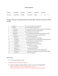 Interphase, the cell spends most of its life in this phase. Mitosis Worksheet Prophase Metaphase Anaphase Telophase