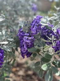 Image result for Indigofera secundiflora