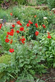 Thrives in more moist conditions. Photo Of The Entire Plant Of Geum Mrs J Bradshaw Posted By Treehugger Garden Org
