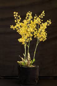 Image result for Graphorkis