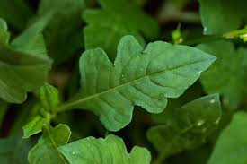 Image result for Oxygonum buchananii