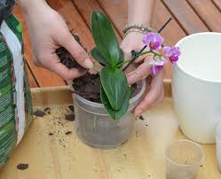It's not as hard as you might think. Repotting Orchids Mygarden Com
