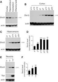Altgriechisch ὄρχις orchis), fachsprachlich auch testis und testiculus, ist ein. Sideroflexin 3 Is A Mitochondrial Protein Enriched In Neurons Springerlink