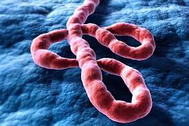 The course of the illness typically progresses from dry symptoms initially (such as fever, aches and pains, and fatigue), and then progresses to wet symptoms (such as diarrhea and vomiting) as the person becomes sicker. Ebola National Foundation For Infectious Diseases