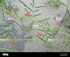 Image result for Indigofera charlieriana
