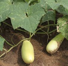 Image result for Cucumis
