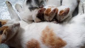 Wird die katze trächtig, dauert es rund neun wochen bis zur geburt der kitten. Das Mussen Sie Zur Trachtigkeit Einer Katze Wissen Katzenwelt Net
