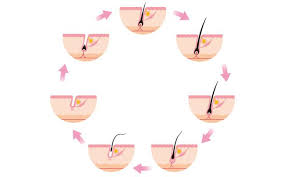There are, however, key variables like. Hair Growth Cycle Understanding The Structure Of Your Follicles Vedix