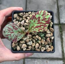 Image result for Monadenium pedunculatum