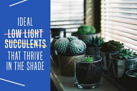 They are a trend that is taking over not just gardens, but wedding and home decor as well. Ideal Low Light Succulents That Thrive In The Shade