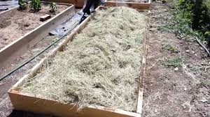 Strawberry raised garden bed position strawberries like sunny positions, so it is vital to set up the raised bed in the full sun. My Garden 2013 Planting Raised Bed Strawberries Youtube