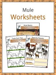 Do you think a mule or a baby mule which is called a foal is a mixture of a donkey and a miniature horse and was only a. Mule Facts Worksheets Habitat Characteristics Diet For Kids