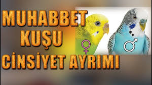 Muhabbet Kusu Cinsiyeti Nasil Anlasilir Youtube