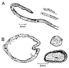 Sepm Strata