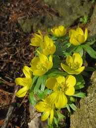 Eranthis Hyemalis Winter Aconite Is A Small Tuberous Perennial With Cup Shaped Bright Yellow Flowers From Late Win In 2020 Botanical Gardens Yellow Flowers Flowers