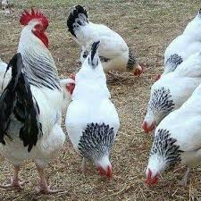 Image result for ufugaji kuku wa kienyeji