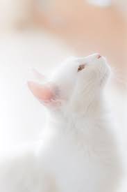 Queenbee1924 Via White Cute As A Kitten Cats Cute Animals Pretty Cats
