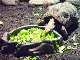 Box turtles are a docile pet. What Do Turtles Eat Best Food For Pet Turtles Vivo Pets