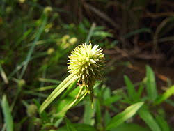 Image result for Kyllinga robinsoniana