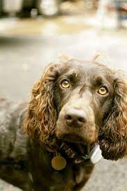 Boykin Spaniel Dog Breed Information Pictures Characteristics Facts Dogtime Boykin Spaniel Bird Dogs Breeds Dog Breeds Pictures