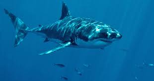 The largest mass shark attack in the indian ocean was precipitated by the loss of the nova scotia off the zululand coast. Summer Of The Shark Are More Great Whites A Good Thing