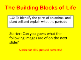 Maybe you would like to learn more about one of these? Ks3 Animal And Plant Cells With Microscopes Lesson Teaching Resources