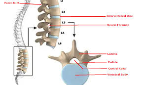 Image result for Lumbar vertebrae