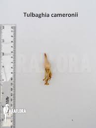 Image result for Tulbaghia cameronii