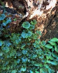 Image result for Crepidomanes