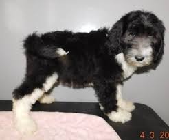 Apri, akc or ckc registered. View Ad Miniature Bernedoodle Puppy For Sale Near Indiana Middlebury Usa Adn 73090