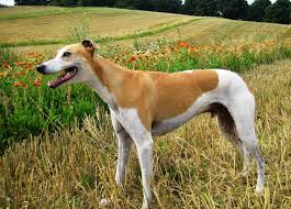 Magyar Agar Hungarian Greyhound Sighthounds Dogs Puppy Hunderassen Windhunde