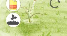 Epingle Sur Rhizome Bambou